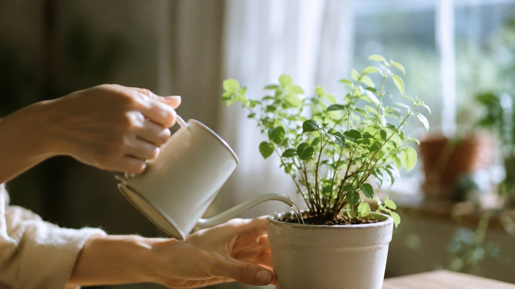 窓辺で観葉植物にそっと水をやる手元